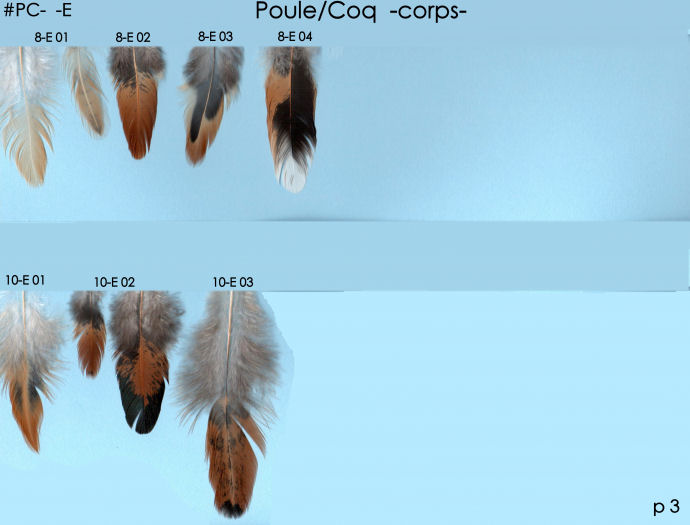 Poule et Coq E 3 p3
