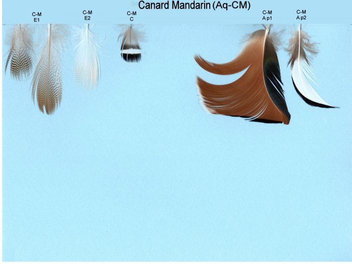 Aquatique Canard Mandarin (Aq-CM)