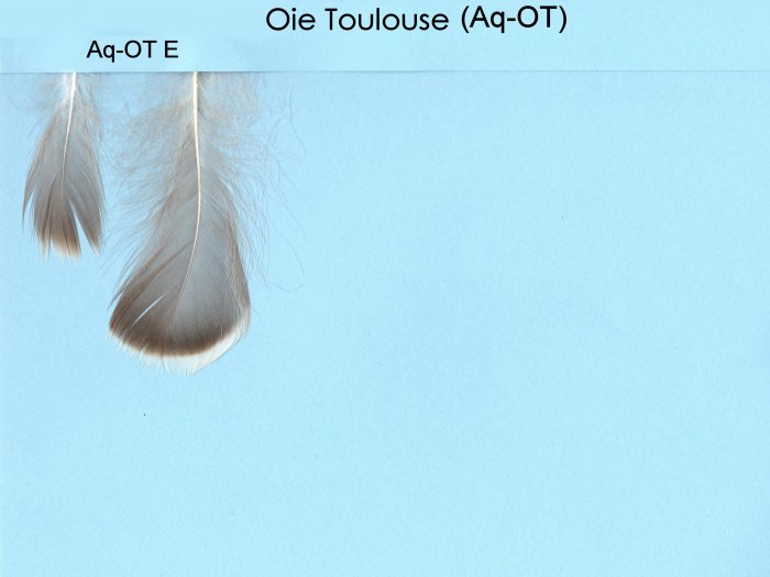 Aquatique Oie Toulouse (Aq-OT)