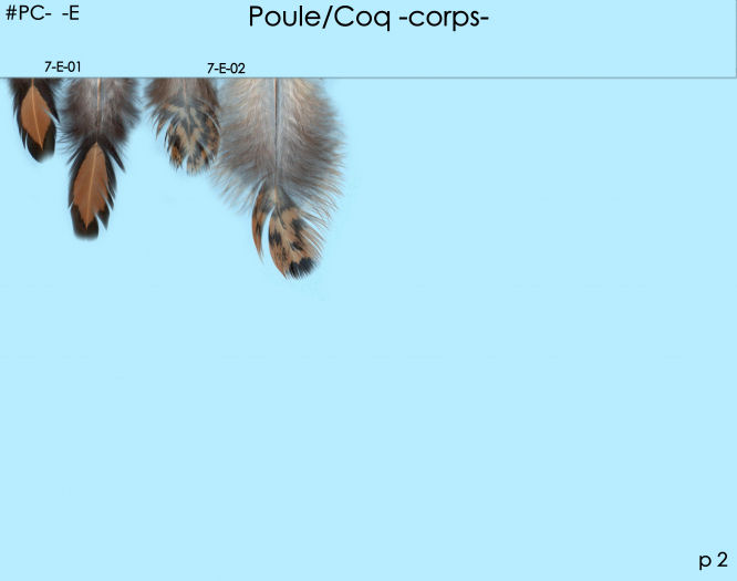 Poule et Coq E 2 p3