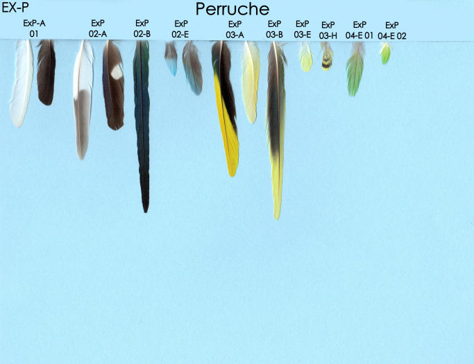 Exotique -Perruche- p1