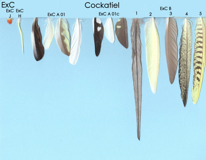 Exotique -Cockatiel- p1