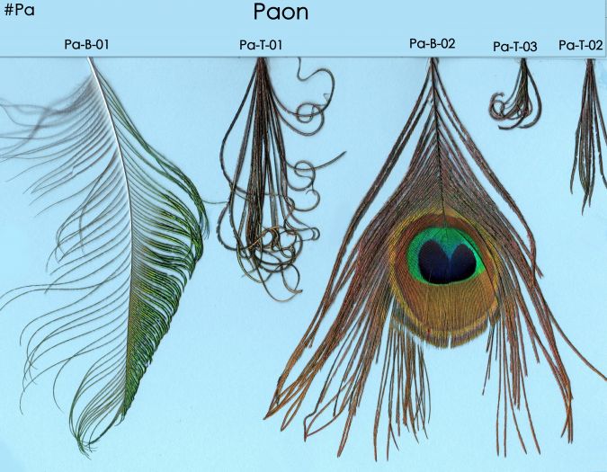 Autre -Paon 1-  p2