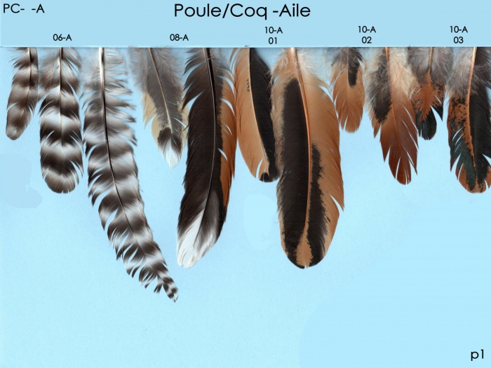 Poule et Coq   A 1 p1